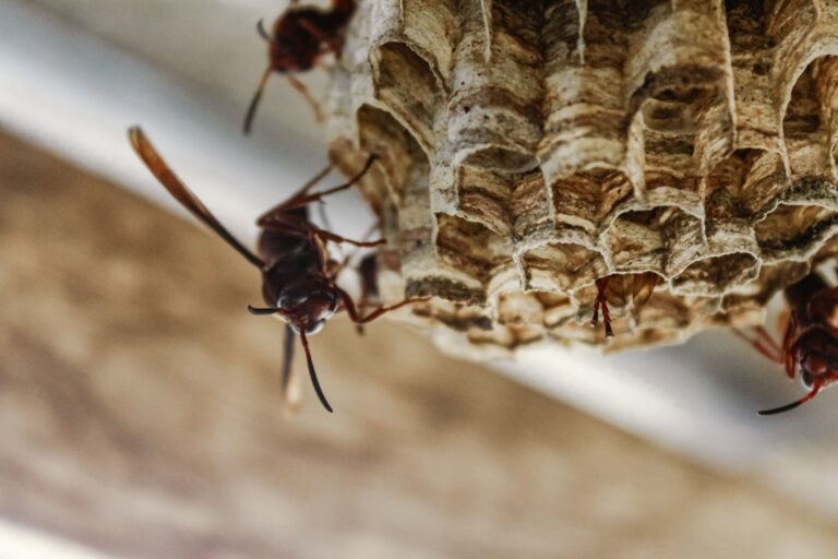 Paper wasps on a nest under a roof eave
