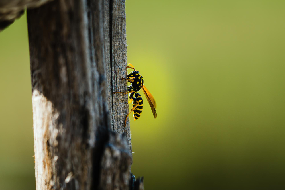 Pest Control in Davenport, FL: Keeping Polk County Homes Pest-Free