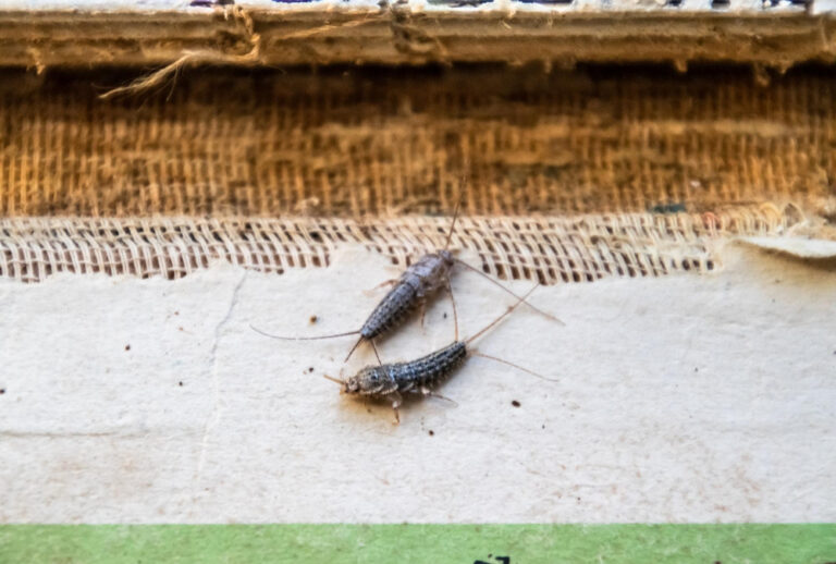 Pest Control in Horizon West, FL