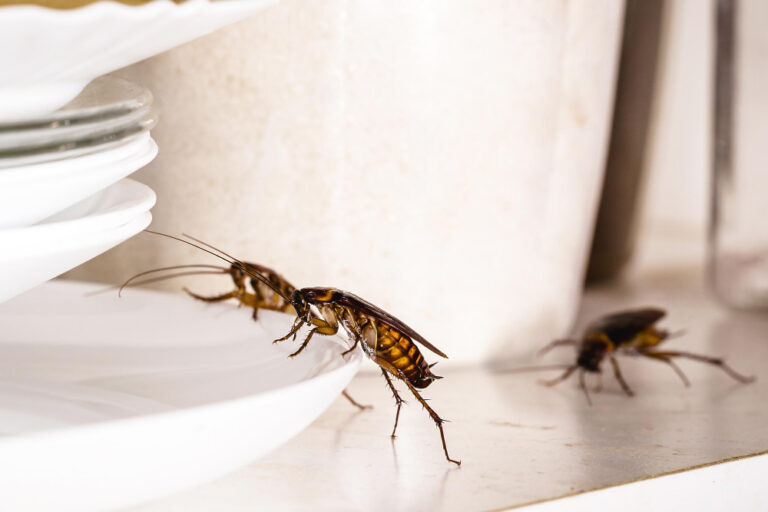 Pest Control in Minneola